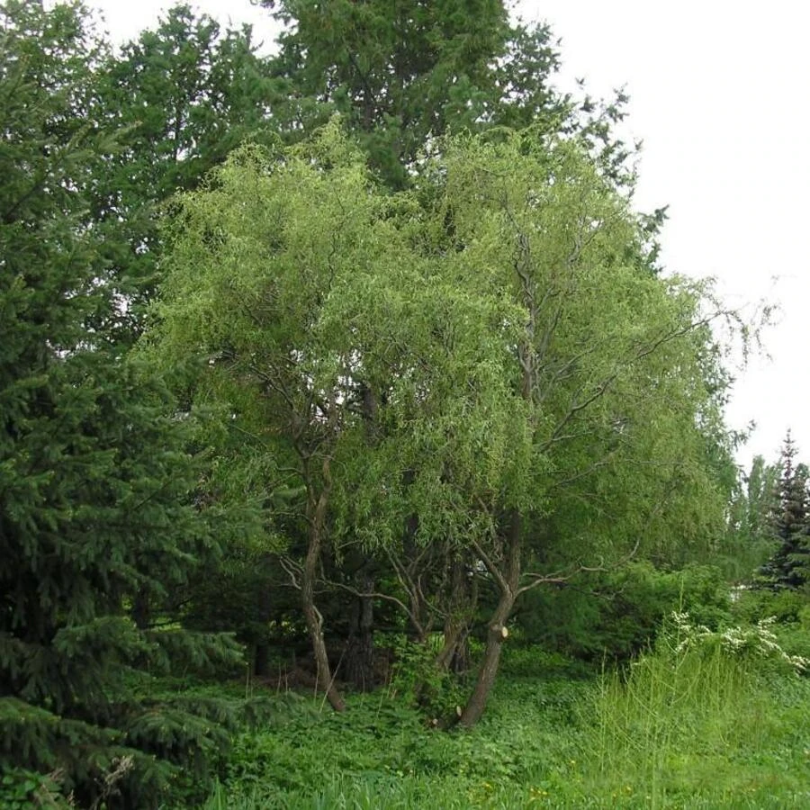 Ива "Свердловская Извилистая II" Salix "Sverdlovskaja Isvilistaja II"