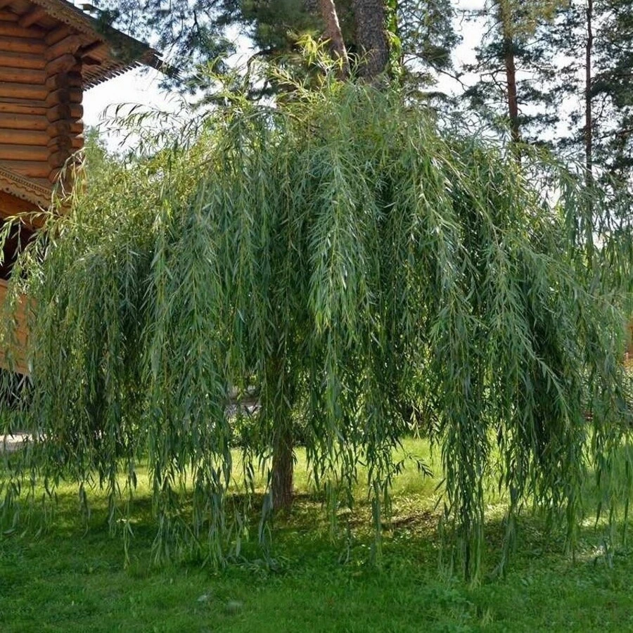 Ива "Плакучий Гном" Salix "Placutschii Gnom"
