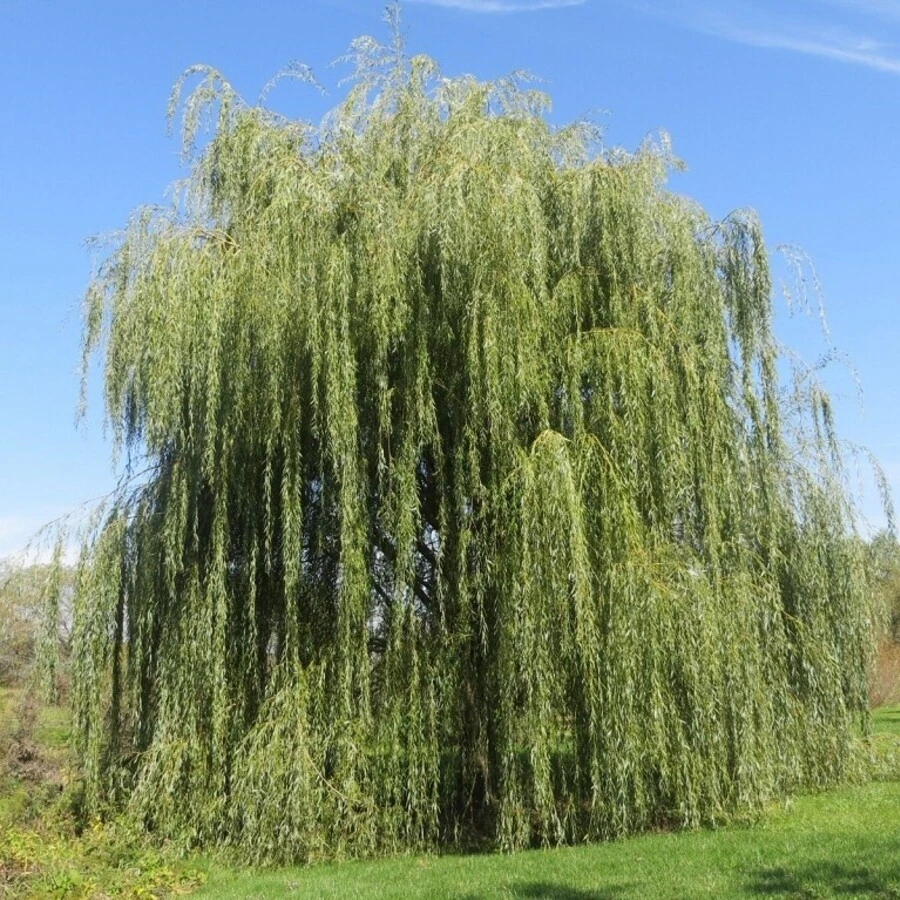 Ива "Памяти Миндовского" Salix "Pamyati Mindovskogo"