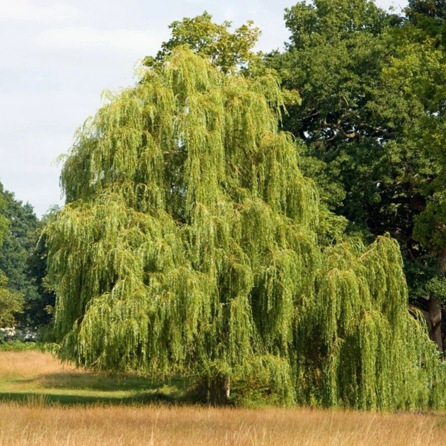 Ива "Памяти Бажова" Salix "Pamyati Bazhova"