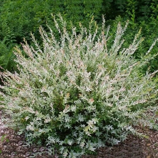 Ива цельнолистная "Хакуро-нишики" Salix integra 'Hakuro-nishiki'