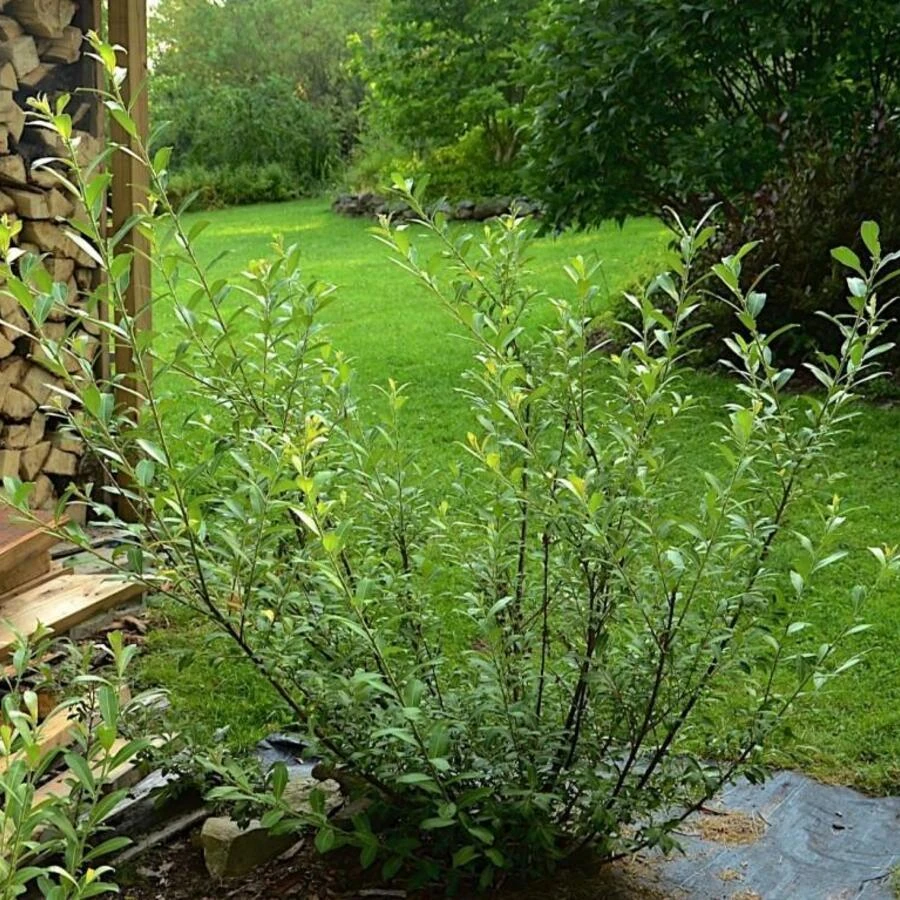 Ива тонкостолбиковая "Маунт Асо" Salix gracilistyla "Mount Aso" 