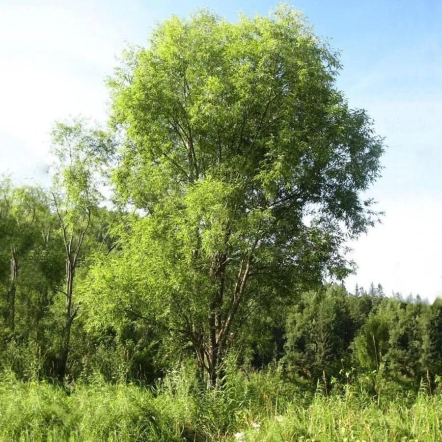 Ива росистая Salix rorida