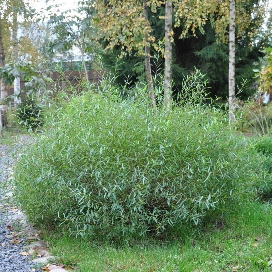 Ива пурпурная "Узни" Salix purpurea 'Usni'