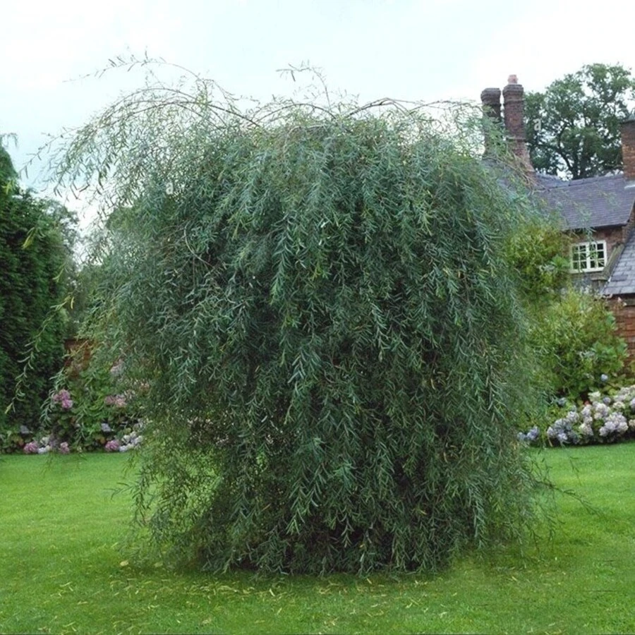 Ива пурпурная "Пендула" Salix purpurea 'Pendula'