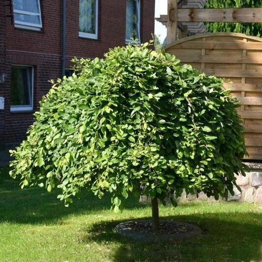 Ива козья "Килмарнок" Salix caprea 'Kilmarnock'