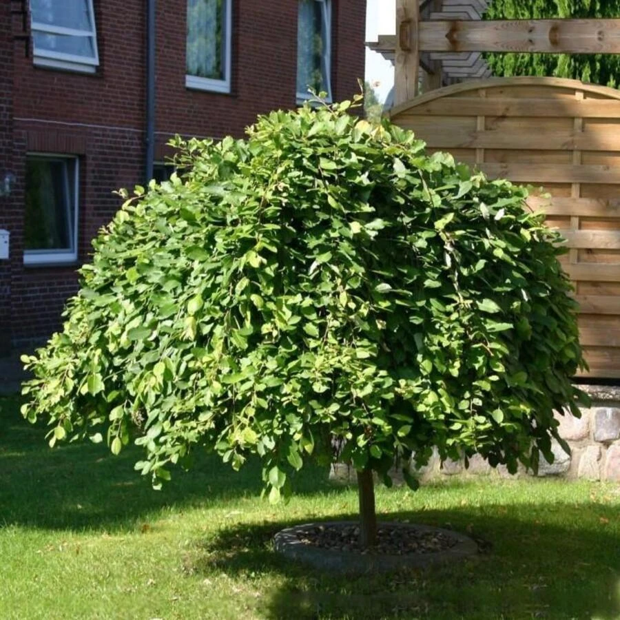 Ива козья "Килмарнок" Salix caprea 'Kilmarnock'