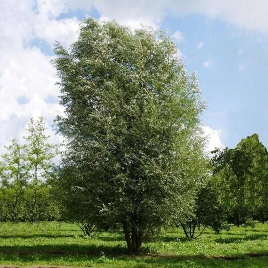 Ива белая "Чермезина" Salix alba 'Chermesina'