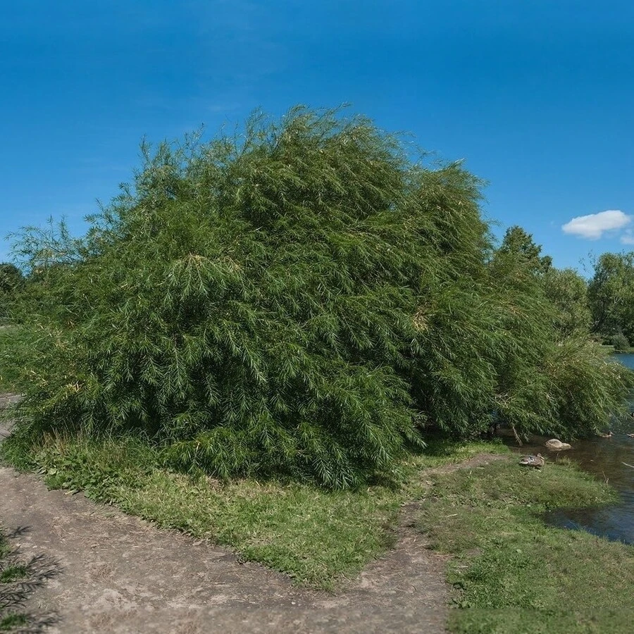 Ива "Шверина Улучшенная" Salix 'Schwerina Ulutschennaja'