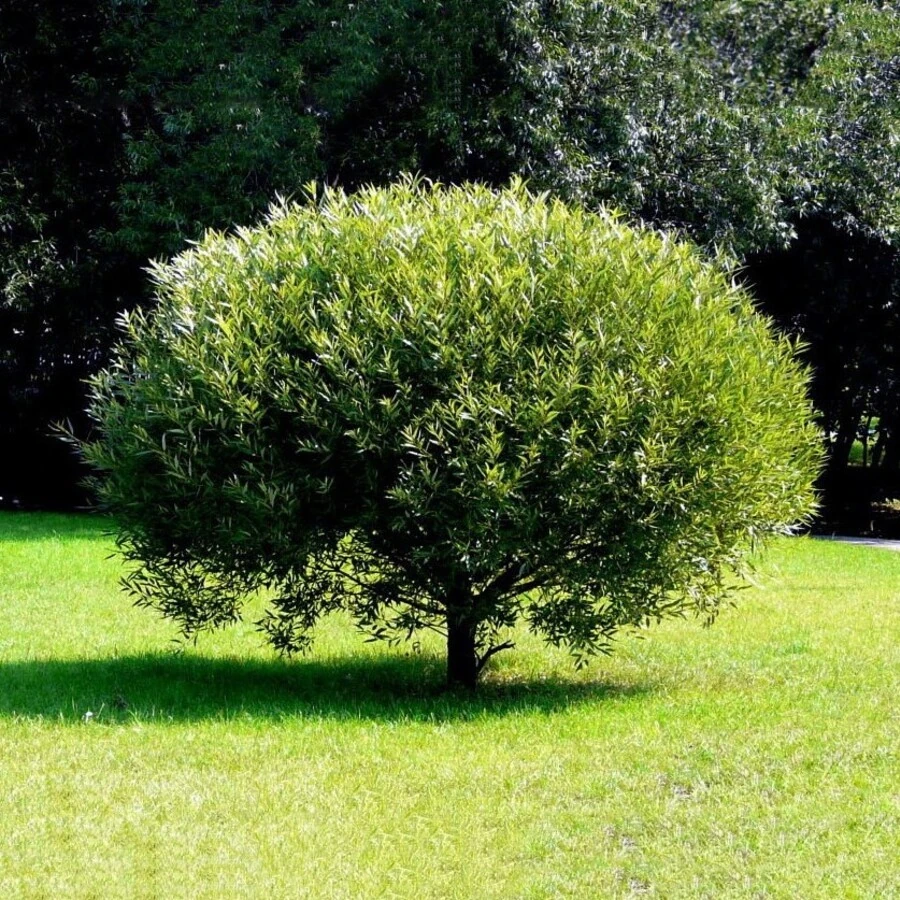 Ива "Шаровидный карлик" Salix "Sharovidny Karlik"