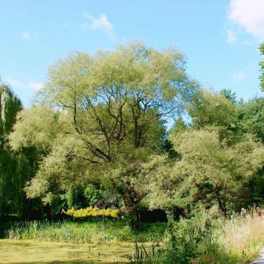 Ива "Фантазия" Salix "Fantaziya"