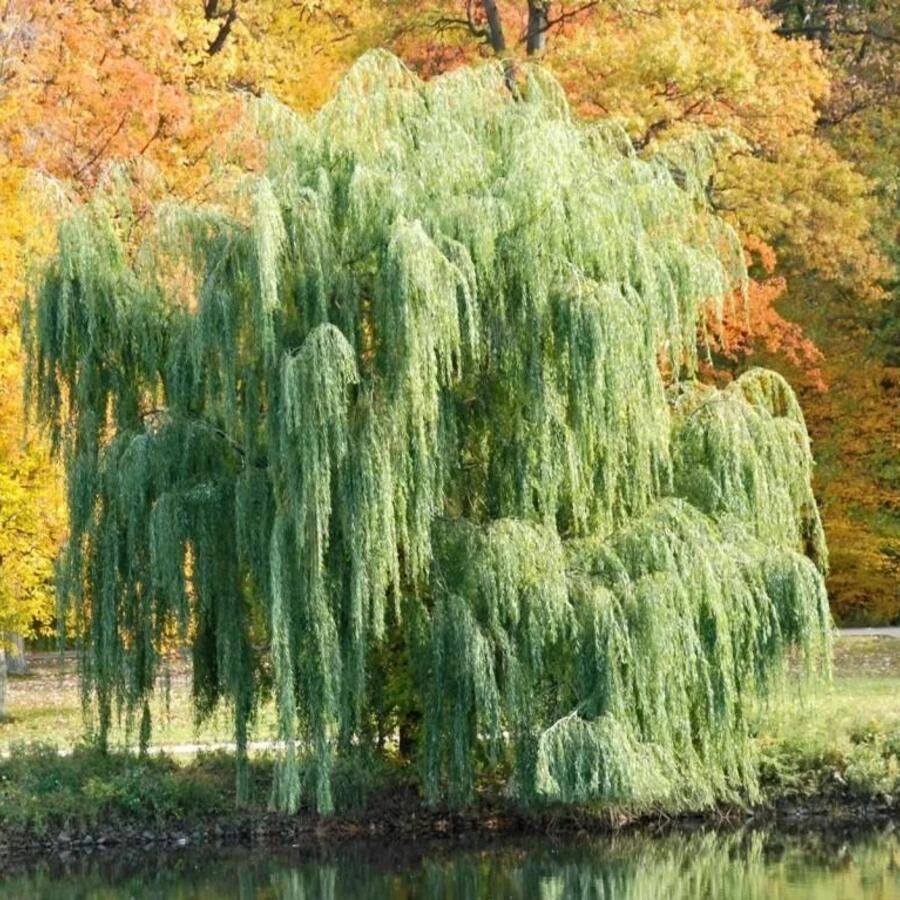 Ива "Уникальная" Salix "Unikalnaja"