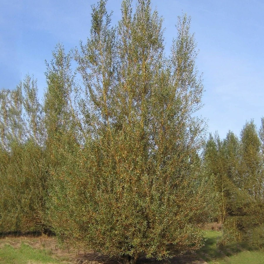 Ива "Стрела Купидона" Salix 'Strela Kupidona'