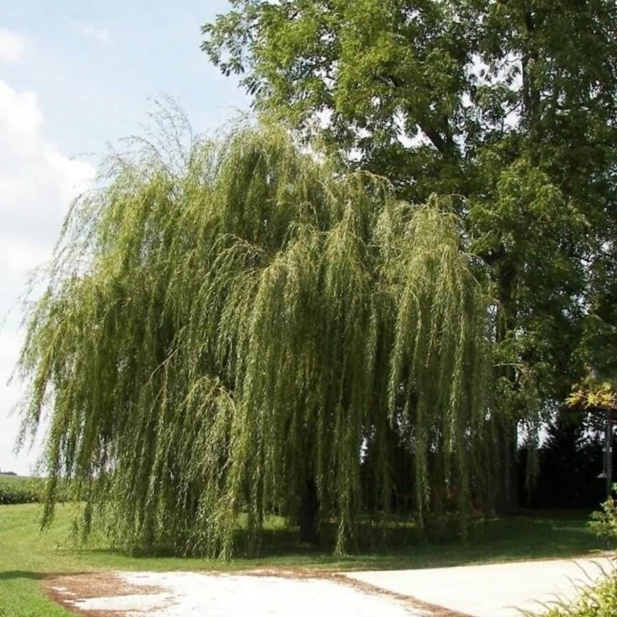 Ива "Свердловская Плакучая" Salix "Sverdlovskaya Plakuchaya"