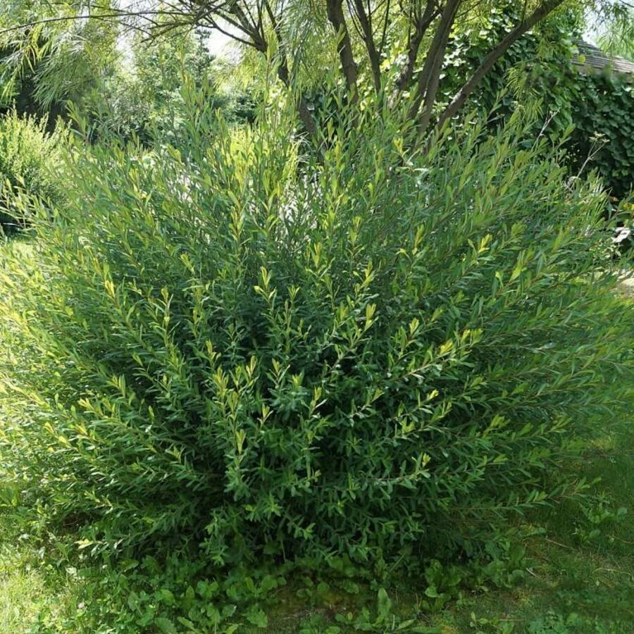 Ива "Маяк-2" ("Фейерверк") Salix "Majak-2"