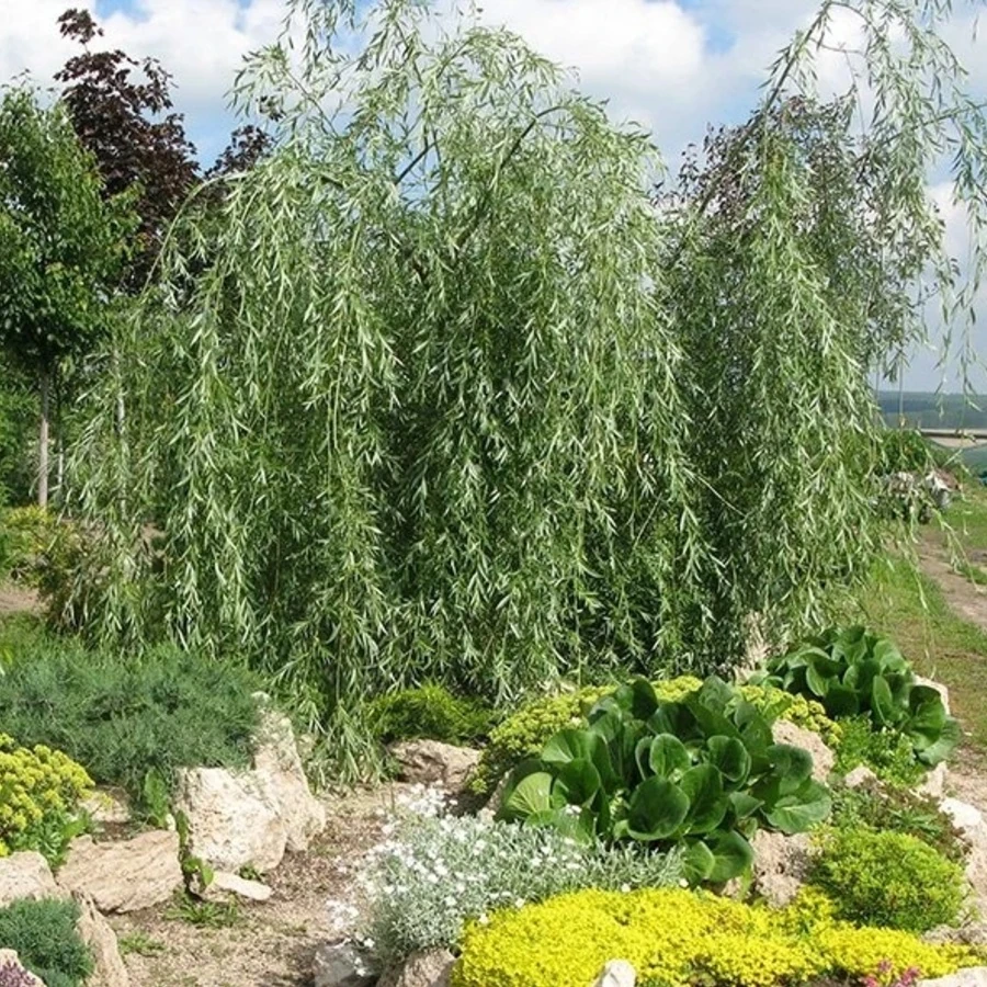 Ива "Водопад" Salix 'Vodopad'