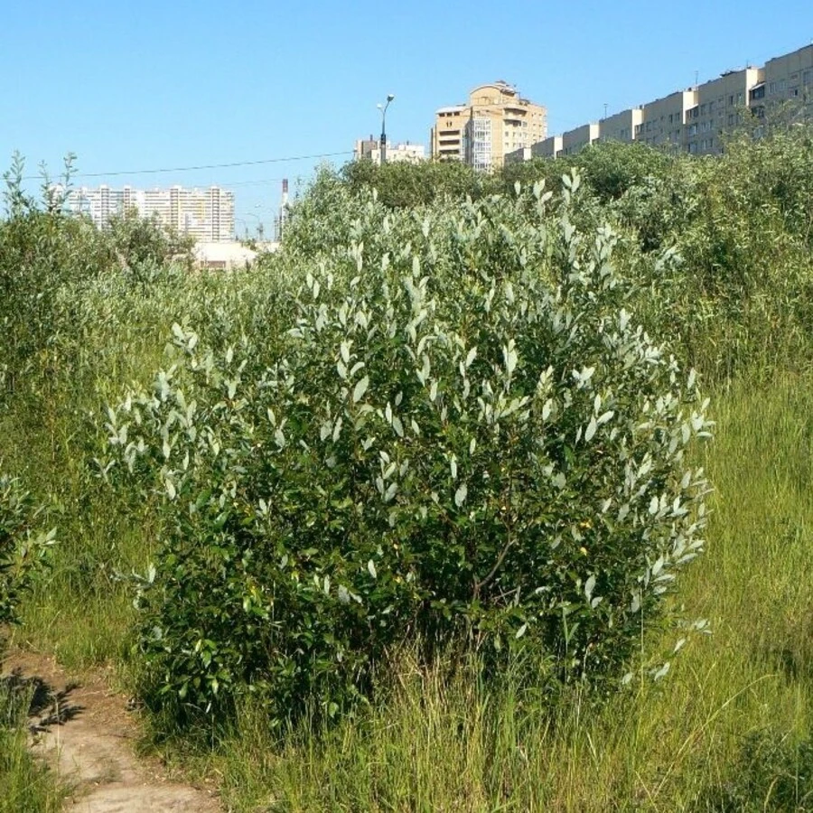 Ива "Бреккэвиер" Salix 'Brekkavier'