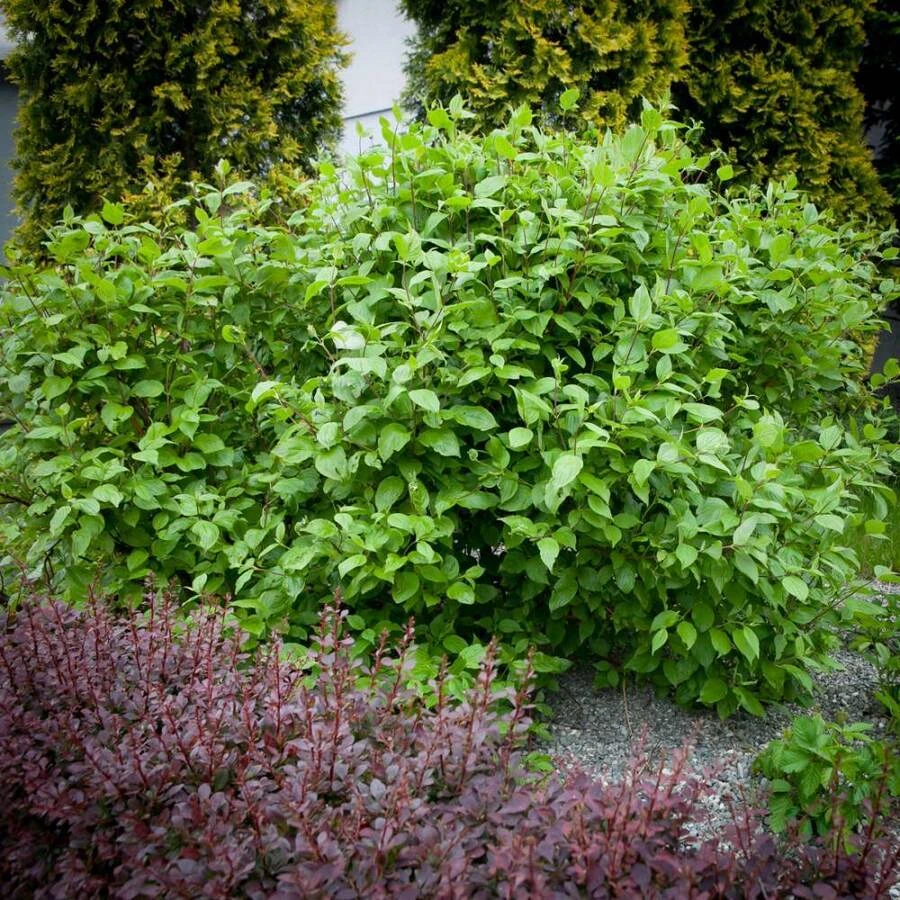 Дерен белый "Сибирика" Cornus alba 'Sibirica'
