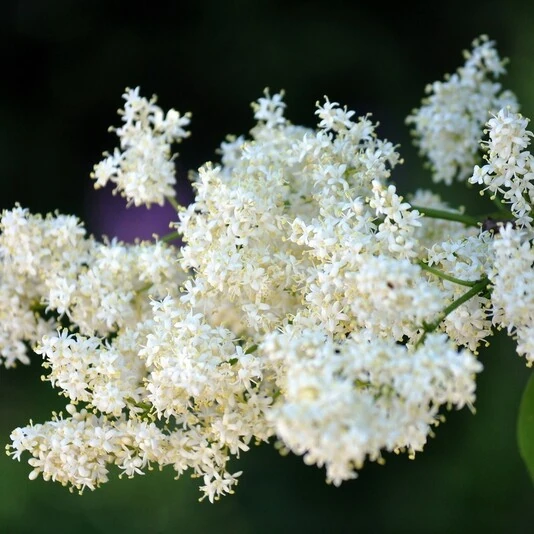 Сирень амурская Syringa amurensis