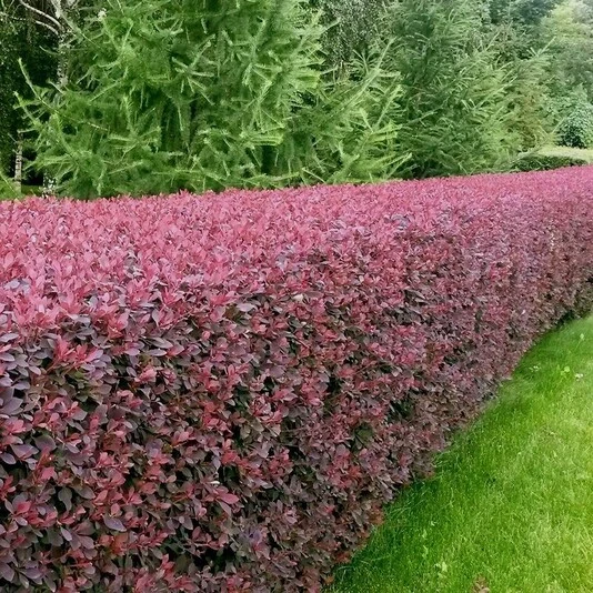 Барбарис оттавский "Суперба" Berberis x ottawensis 'Superba'