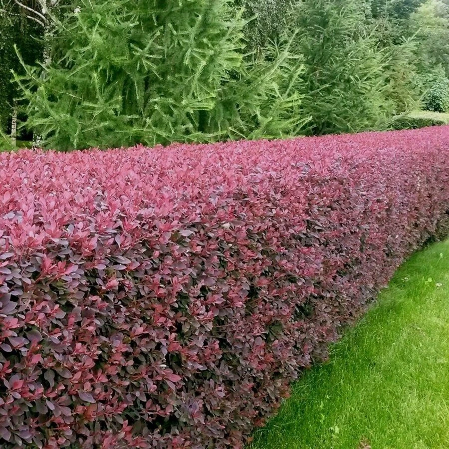 Барбарис оттавский "Суперба" Berberis x ottawensis 'Superba'