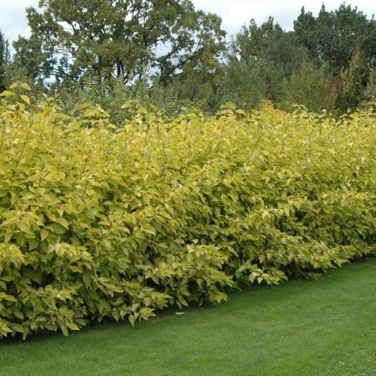 Дерен белый "Аурея" Cornus alba 'Aurea'