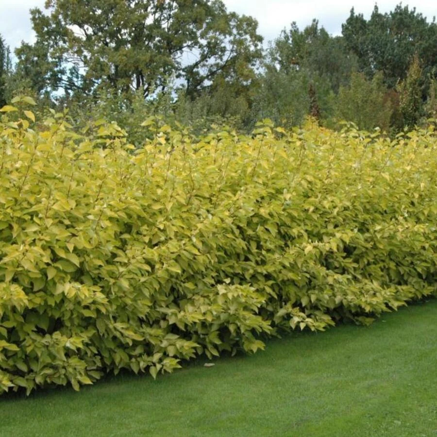 Дерен белый "Аурея" Cornus alba 'Aurea'