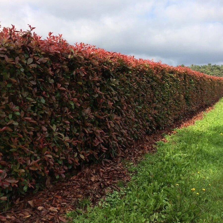 Боярышник сливолистный Crataegus prunifolia
