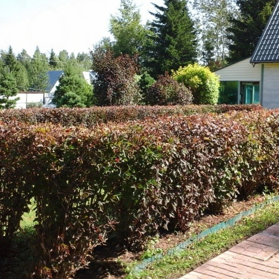 Пузыреплодник калинолистный "Андреа" Physocarpus opulifolius 'Andrea'