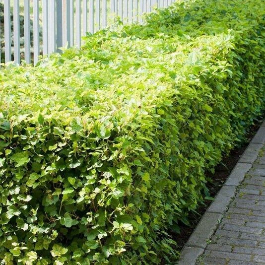 Пузыреплодник калинолистный "Лютеус" Physocarpus opulifolius 'Luteus'