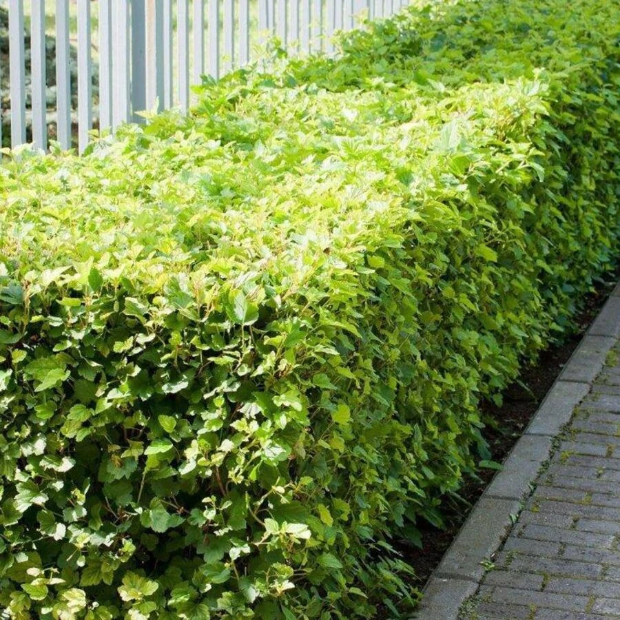 Пузыреплодник калинолистный "Лютеус" Physocarpus opulifolius 'Luteus'