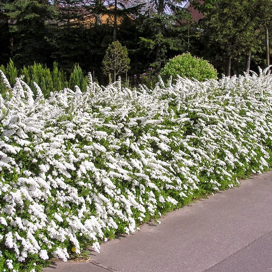 Спирея серая "Грефшейм" Spiraea cinerea 'Grefsheim'