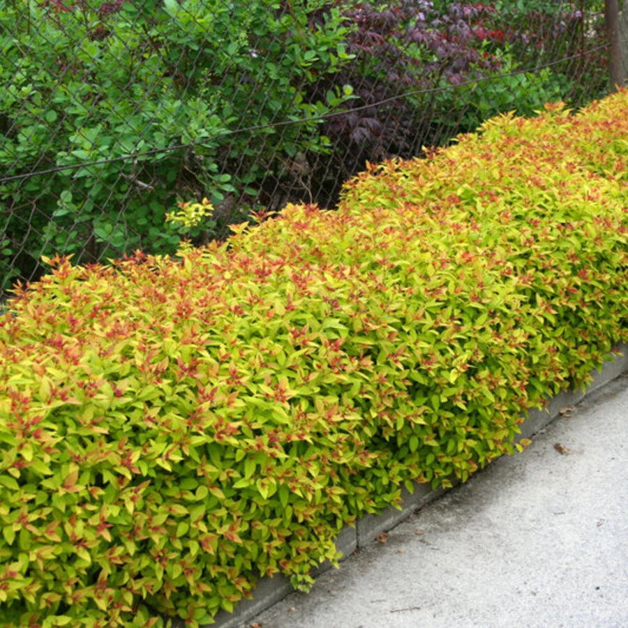 Спирея японская "Голдфлейм" Spiraea japonica 'Goldflame'
