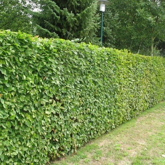 Вяз мелколистный Ulmus parvifolia