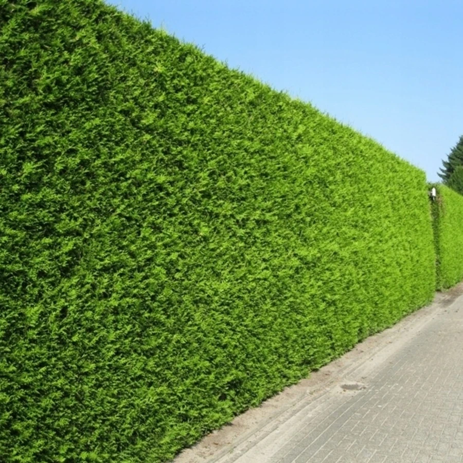 Туя западная "Брабант" Thuja occidentalis 'Brabant'