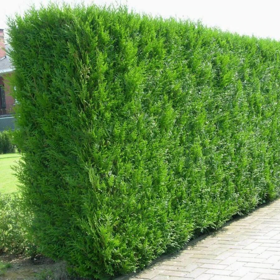 Туя западная "Смарагд" Thuja occidentalis 'Smaragd'