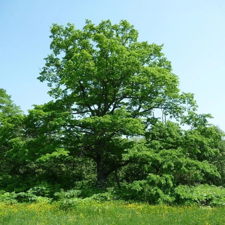 Бархат амурский Phellodendron amurense
