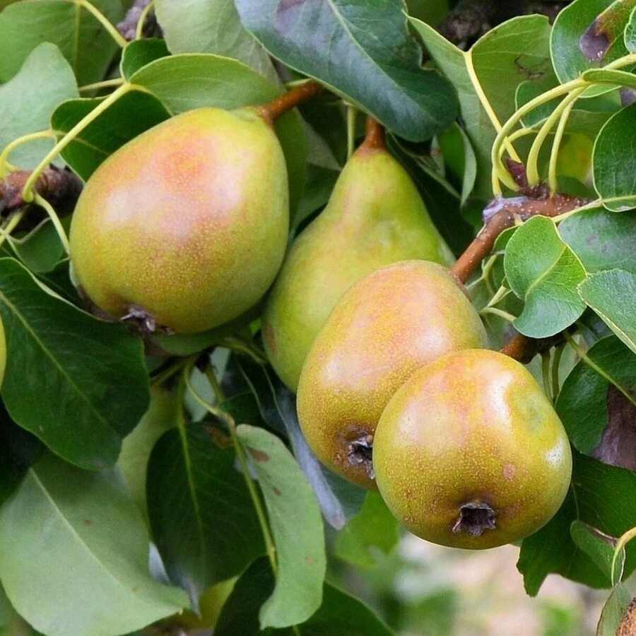 Груша уссурийская Pyrus ussuriensis