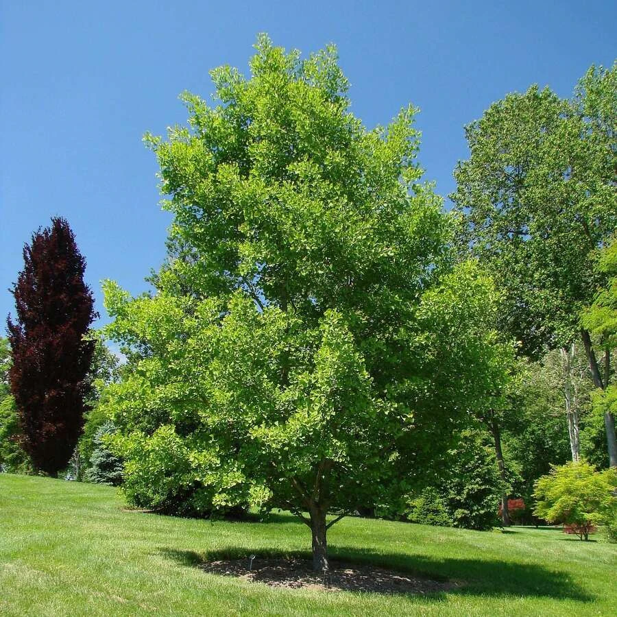 Гинкго двулопастный Ginkgo biloba