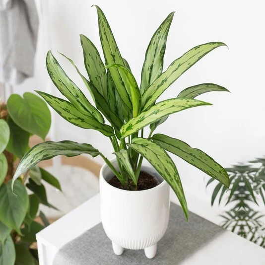 Аглаонема Катлесс Aglaonema Cutlass