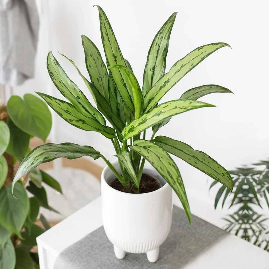 Аглаонема Катлесс Aglaonema Cutlass