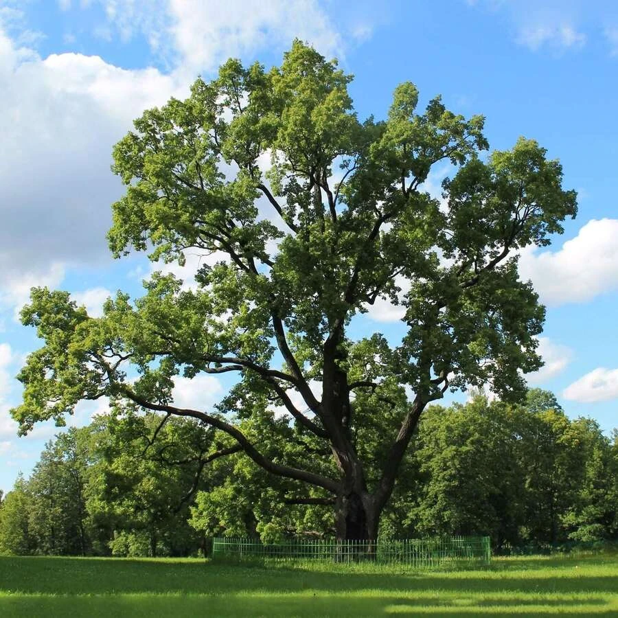 Дуб черешчатый Quercus robur