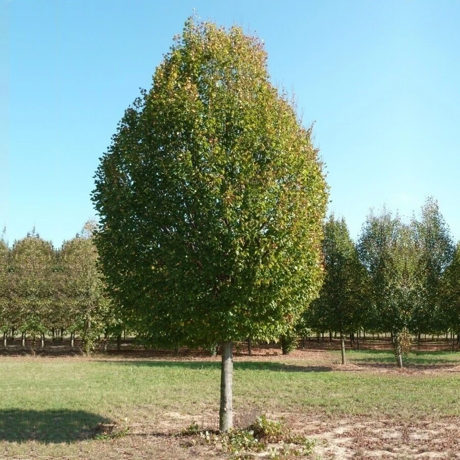 Липа крупнолистная "Пирамидалис Ауреа" Tilia platyphyllos "Pyramidales Aurea"