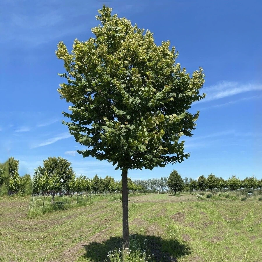 Липа крупнолистная "Рубра" Tilia platyphyllos 'Rubra'