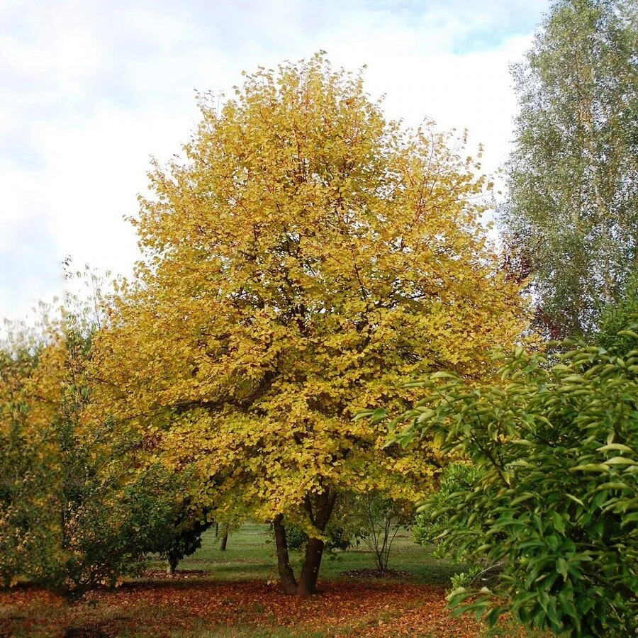 Липа мелколистная "Винтер Оранж" Tilia cordata 'Winter Orange'