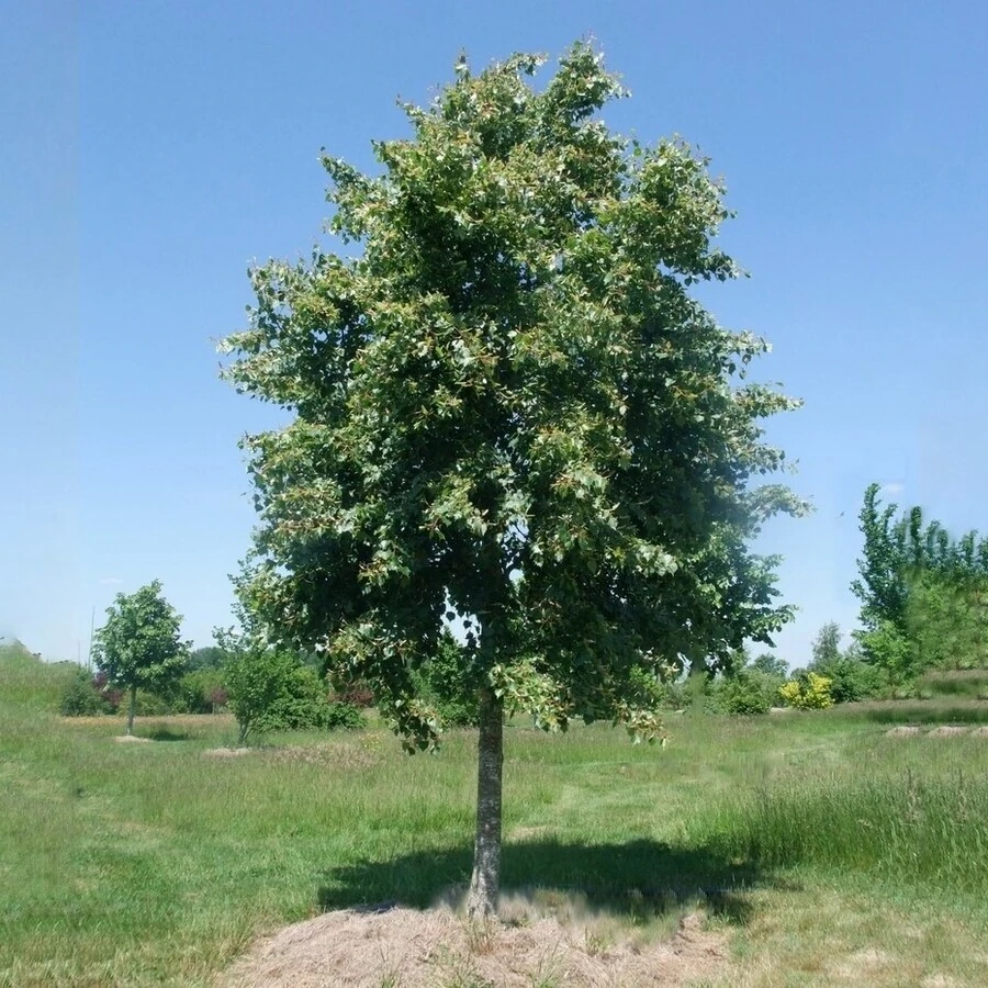 Липа монгольская Tilia mongolica