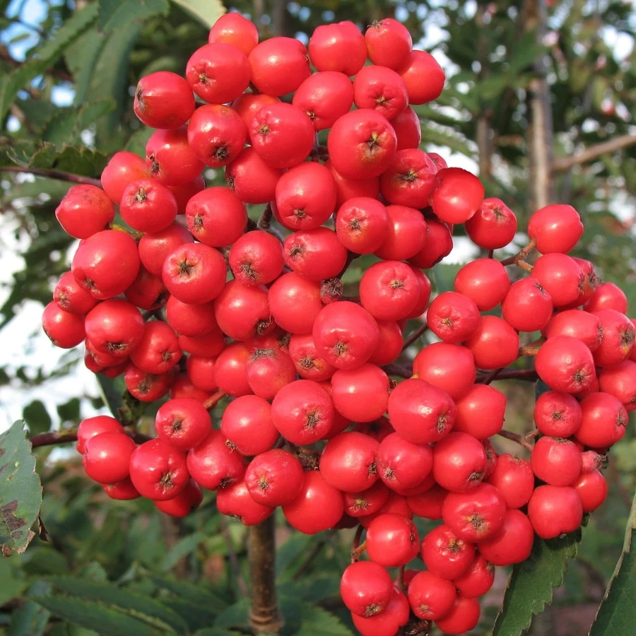 Рябина "Алая крупная" Sorbopyrus "Alaja Krupnaja"