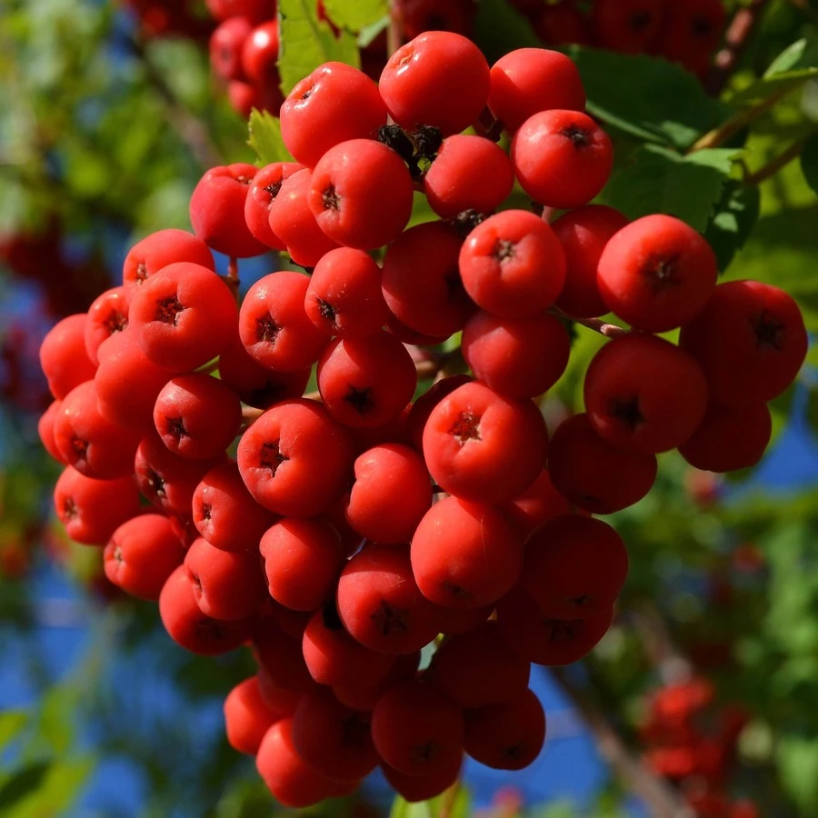 Рябина "Красная" Sorbus "Krasnaja"