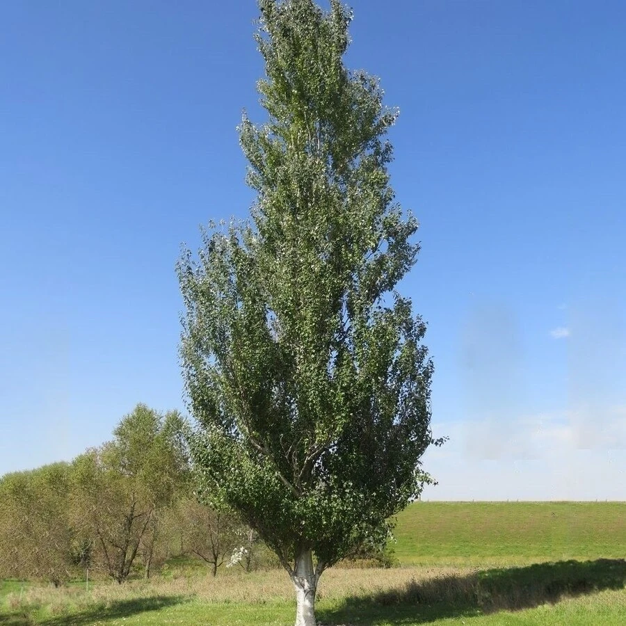 Тополь белый "Ракет" Populus alba 'Raket'