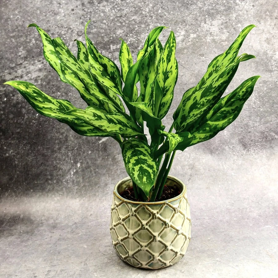 Аглаонема Мисс Джульетта Aglaonema Miss Juliette